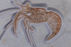 Креветка Aeger sp.