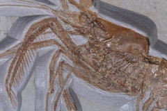 Креветка Aeger sp.