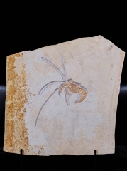 Креветка Aeger sp.