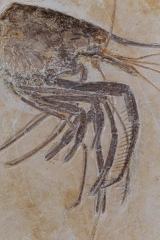 Креветка Aeger sp.