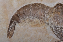 Креветка Aeger sp.