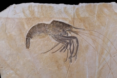 Креветка Aeger sp.