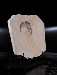 Креветка Aeger sp.