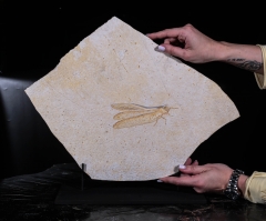 Стрекоза Cordualadensa acorni 