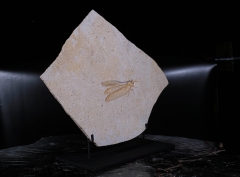 Стрекоза Cordualadensa acorni 