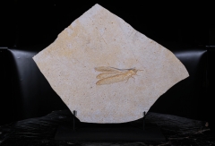 Стрекоза Cordualadensa acorni 