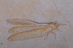 Стрекоза Cordualadensa acorni 