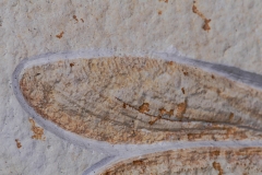 Стрекоза Cordualadensa acorni 