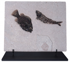 Рыбы Knightia sp. и Priscacara serrata