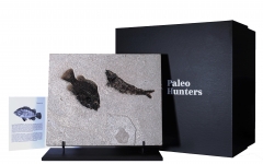 Рыбы Knightia sp. и Priscacara serrata