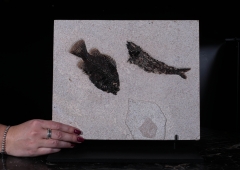 Рыбы Knightia sp. и Priscacara serrata