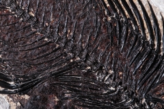 Рыбы Knightia sp. и Priscacara serrata