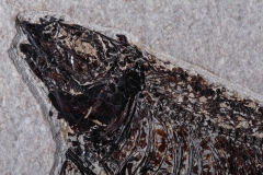 Рыбы Knightia sp. и Priscacara serrata