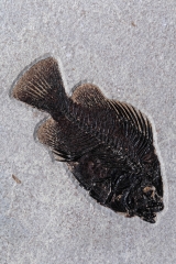 Рыбы Knightia sp. и Priscacara serrata