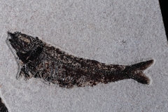 Рыбы Knightia sp. и Priscacara serrata