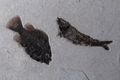 Рыбы Knightia sp. и Priscacara serrata