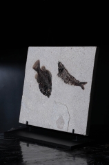 Рыбы Knightia sp. и Priscacara serrata