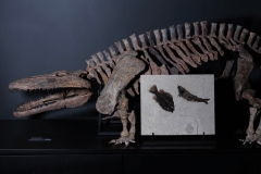 Рыбы Knightia sp. и Priscacara serrata