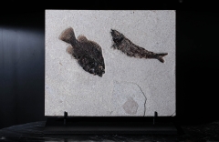 Рыбы Knightia sp. и Priscacara serrata