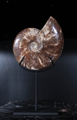 Аммонит Cleoniceras sp.