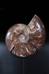 Аммонит Cleoniceras sp.