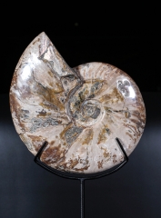 Аммонит Cleoniceras sp.