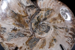 Аммонит Cleoniceras sp.