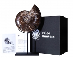 Аммонит Cleoniceras sp.