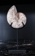 Аммонит Paracladiscites timidus