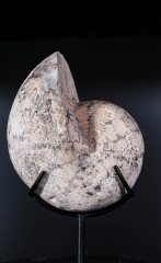 Аммонит Paracladiscites timidus