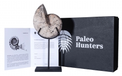 Аммонит Paracladiscites timidus