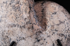 Аммонит Paracladiscites timidus