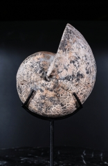 Аммонит Paracladiscites timidus