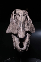 Череп динозавра Psittacosaurus sp.