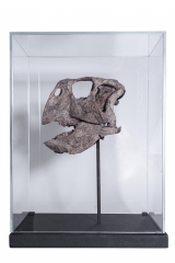 Череп динозавра Psittacosaurus sp.