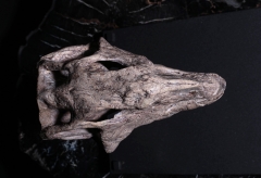 Череп динозавра Psittacosaurus sp.