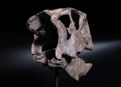 Череп динозавра Psittacosaurus sp.