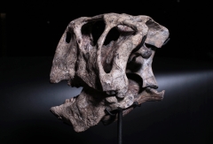 Череп динозавра Psittacosaurus sp.