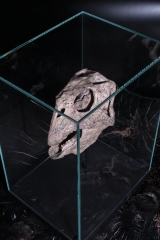 Череп динозавра Psittacosaurus sp.