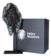 Окаменелое дерево Colla Wood