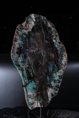 Окаменелое дерево Colla Wood