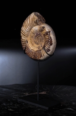 Аммонит Perisphinctes sp.