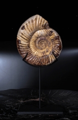 Аммонит Perisphinctes sp.