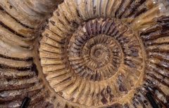 Аммонит Perisphinctes sp.