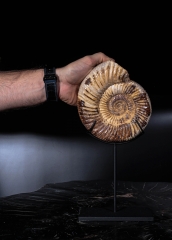 Аммонит Perisphinctes sp.