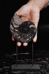 Наутилус Cymatoceras sp.