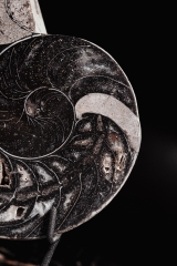 Наутилус Cymatoceras sp.