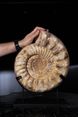 Аммонит Kranaosphinctes sp.