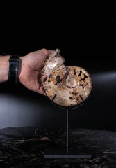 Аммонит Shloenbacchia sp.