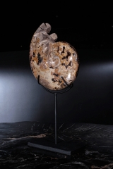 Аммонит Shloenbacchia sp.